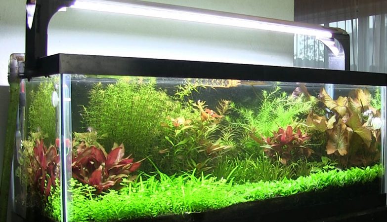 Planted Aquarium Lighting Guide